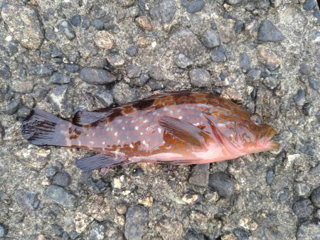 アジングでアコウ